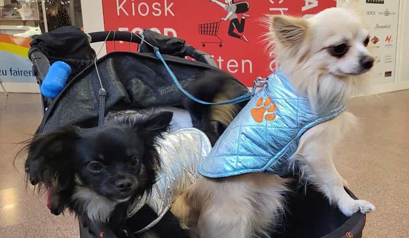Zwei Hunde auf dem Weg zum Weihnachtsmarkt (Foto: Simone Klein aus Bad Frankenhausen) Zwei Hunde auf dem Weg zum Weihnachtsmarkt (Foto: Simone Klein aus Bad Frankenhausen)