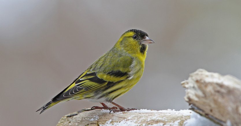 Ein Erlenzeisig (Foto: Dr. Christoph Moning) Ein Erlenzeisig (Foto: Dr. Christoph Moning)