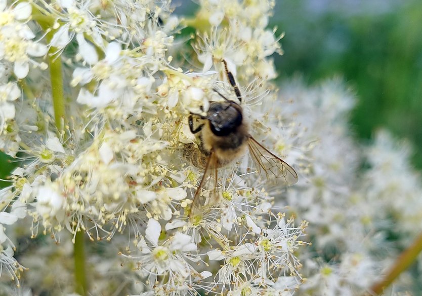 M&auml;des&uuml;ss (Foto: privat)