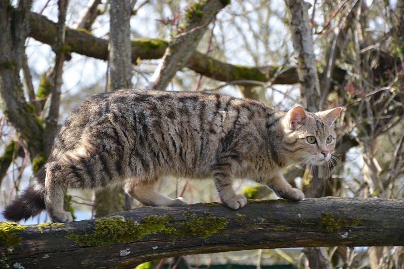 Wildkuder Leo (Foto: Katrin Vogel) Wildkuder Leo (Foto: Katrin Vogel)