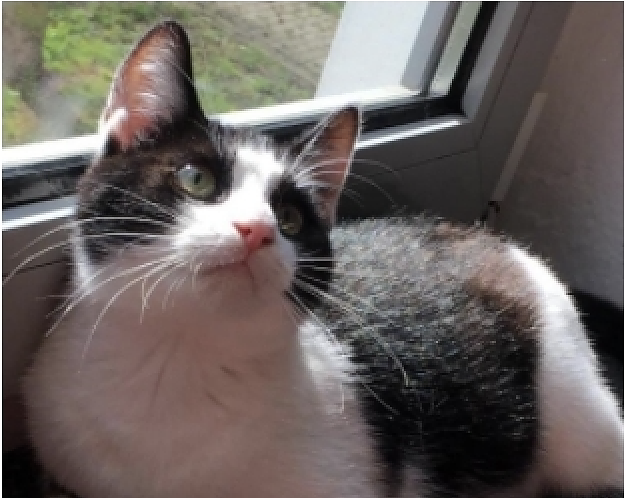 Kater Neo ist seit Silvester verschwunden (Foto: K. J&ouml;dicke)