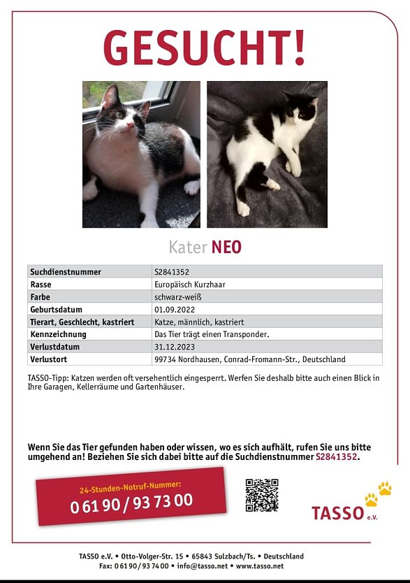 Steckbrief Kater Neo (Foto: K. J&ouml;dicke)