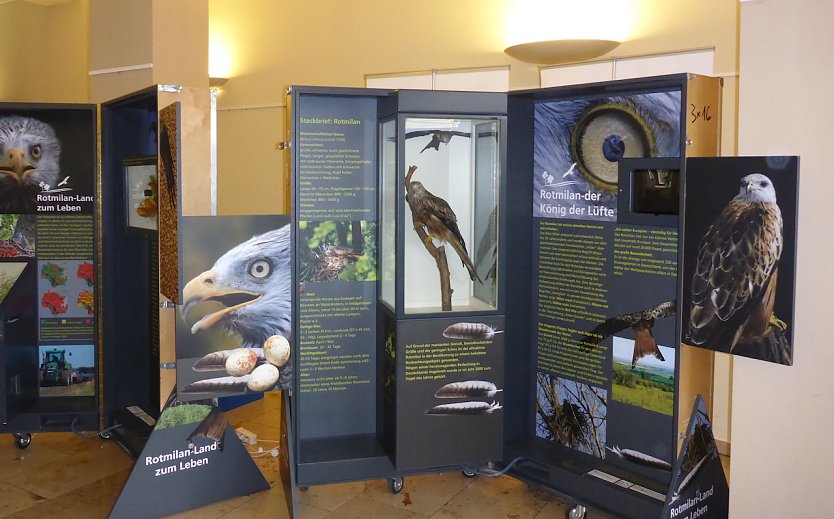 Wanderaustellung Rotmilan - Land zum Leben im Heringer Schloss (Foto: LPV S&uuml;dharz/ Kyffh&auml;user)