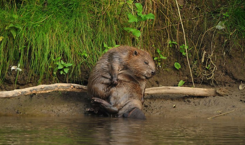 Biber bedürfen Schutz (Foto: Siegfried Klaus) Biber bedürfen Schutz (Foto: Siegfried Klaus)