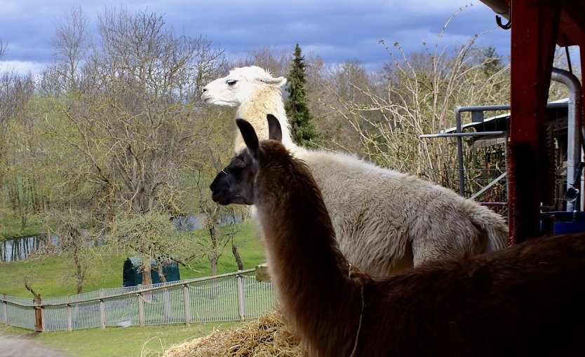 Herdenchef Cäsar (hinten), Lama Bruno vorne im Bild (Foto: Eva Maria Wiegand) Herdenchef Cäsar (hinten), Lama Bruno vorne im Bild (Foto: Eva Maria Wiegand)