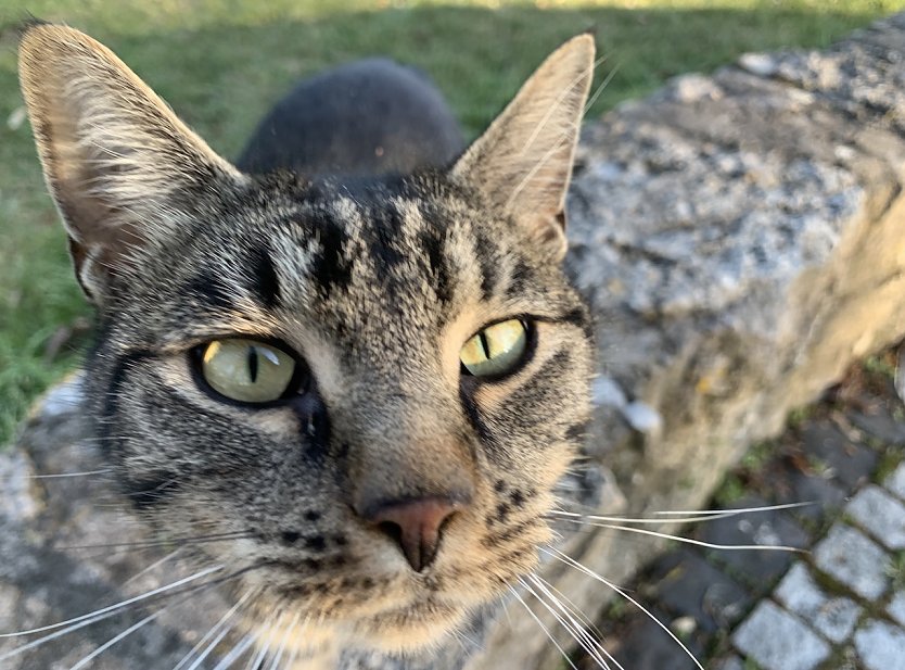 Katzenschutzverordnung im Kyffh&auml;userkreis tritt in Kraft (Foto: Eva Maria Wiegand)