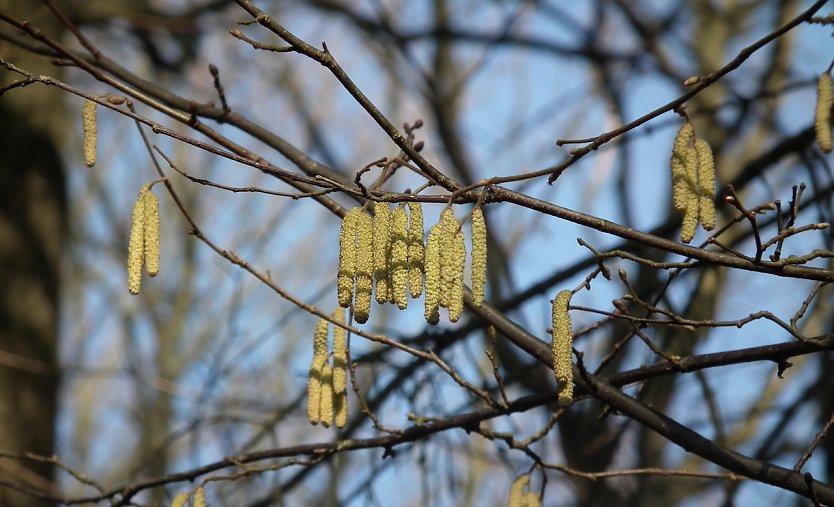 Haselpollen macht oft den Anfang, dann folgen Birken- und Eschenpollen. Im Mai steht das komplette Pollenangebot der Waldbäume  sehr zum Leidwesen der Allergiker (Foto: ThüringenForst)
