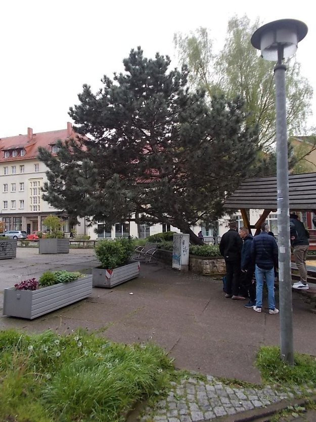 Die "Kletterkiefer" vor dem Pfarrhaus (Foto: Frank Tuschy)