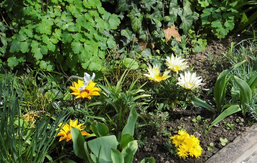 Blick in den Garten (Foto: W. Schumann)