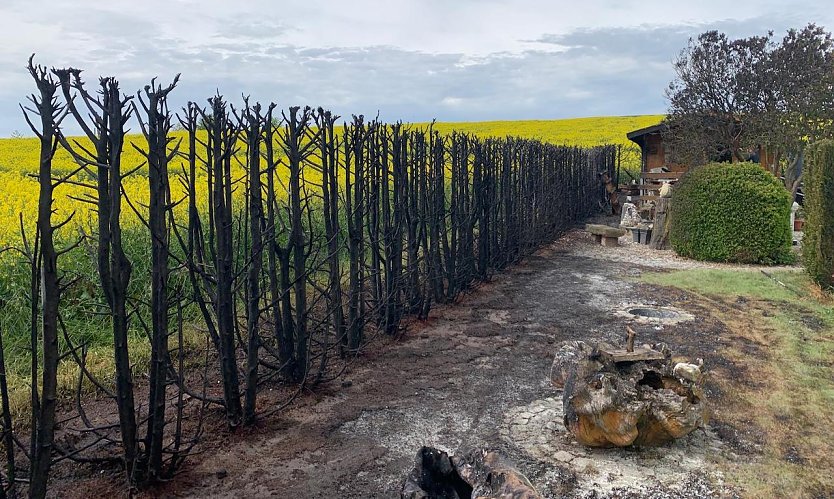 Niedergebrannte Hecke in Steinthaleben (Foto: S.Dietzel) Niedergebrannte Hecke in Steinthaleben (Foto: S.Dietzel)