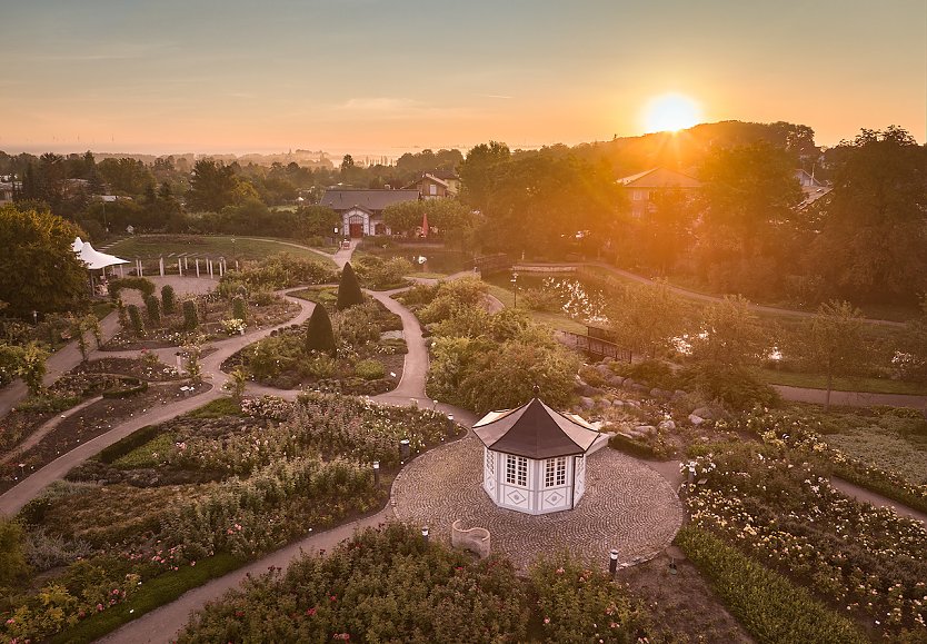 Der Rosengarten in Bad Langensalza in seiner vollen Pracht (Foto: Tino Sieland)