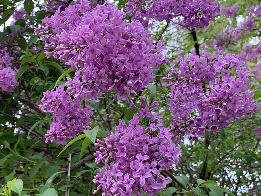 Fliederblühte (Foto: Eva Maria Wiegand) Fliederblühte (Foto: Eva Maria Wiegand)
