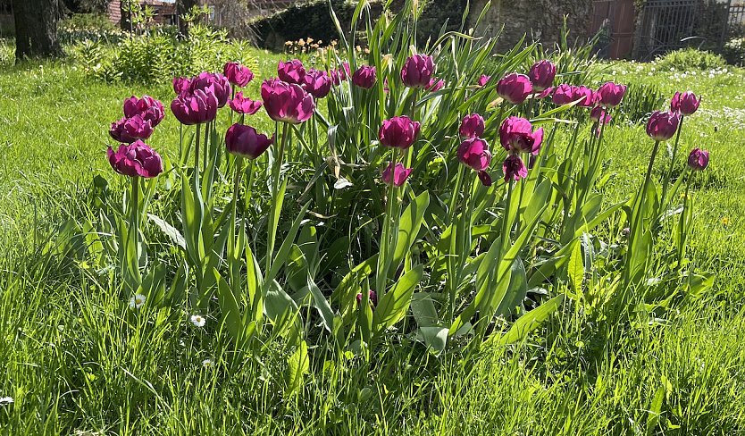 Sommerliche Temperaturen zum Feiertag (Foto: oas) Sommerliche Temperaturen zum Feiertag (Foto: oas)