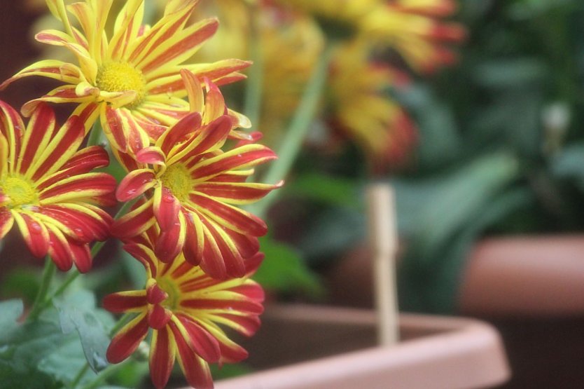 Blumen- und Staudenmarkt  (Foto: Eva Maria Wiegand)
