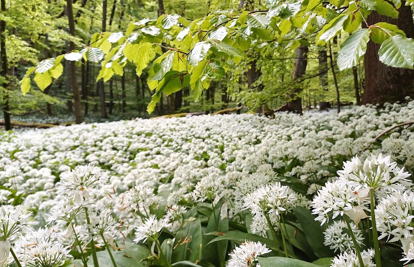 Barlauch im Hainich (Foto: Nationalparkverwaltung)