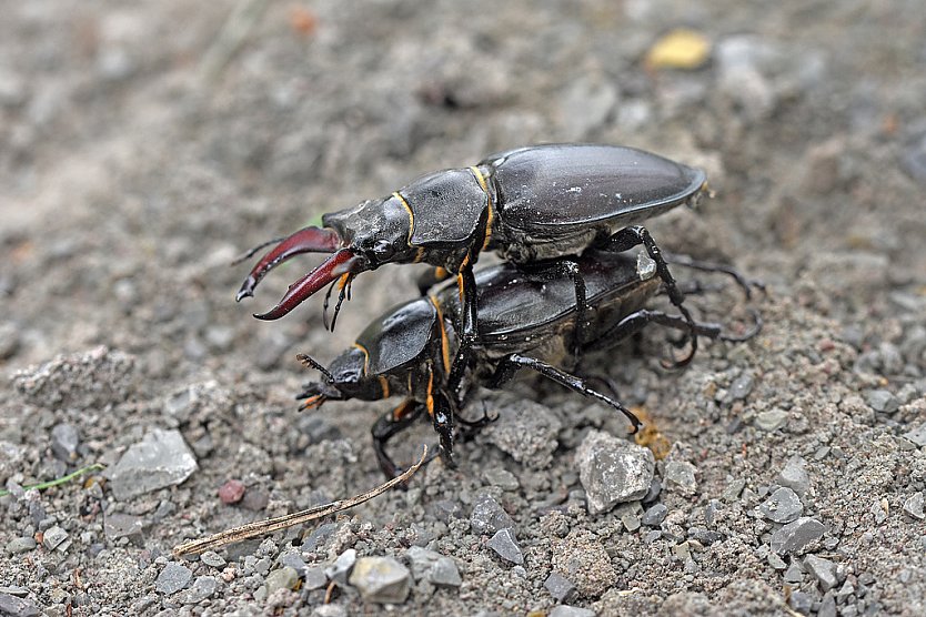 Bildunterschrift: Hirschk&auml;ferm&auml;nnchen und Hirschk&auml;ferweibchen bei der Paarung (Foto: Andreas Lux )