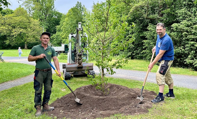 Baumpflanzung im Stadtpark (Foto: Stadtverwaltung Nordhausen)