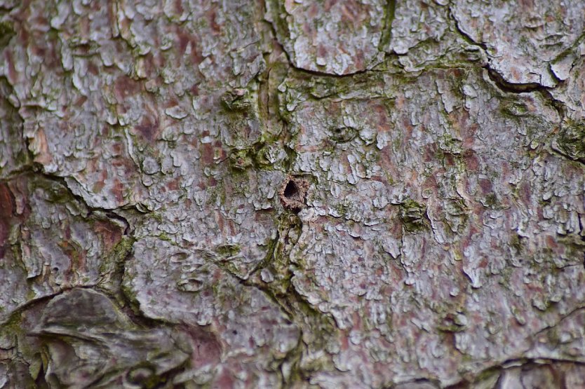 Ein wenige Millimeter gro&szlig;es Buchdrucker-Einbohrloch an einem Fichtenstamm (Foto: Th&uuml;ringenForst A&ouml;R)