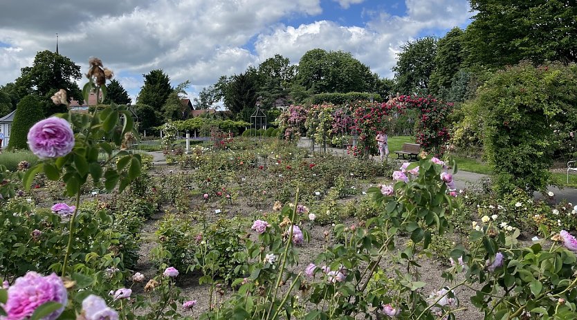 Rosengarten Bad Langensalza (Foto: oas)