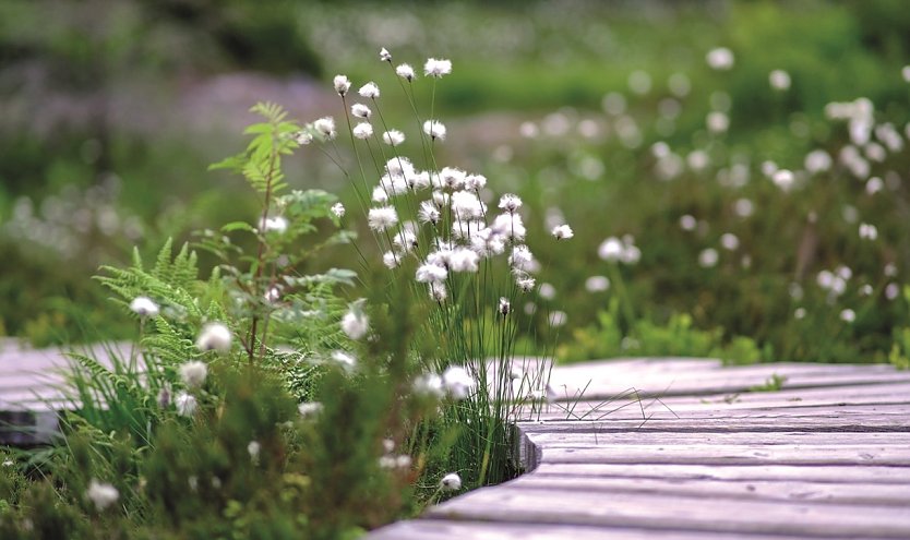 Bl&uuml;hendes Moor (Foto: Tina Schwandt)