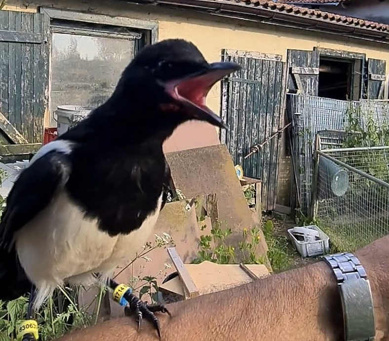 Jungelster Jokel ist vom Ausflug nicht zur&uuml;ckgekehrt (Foto: Tierheim)