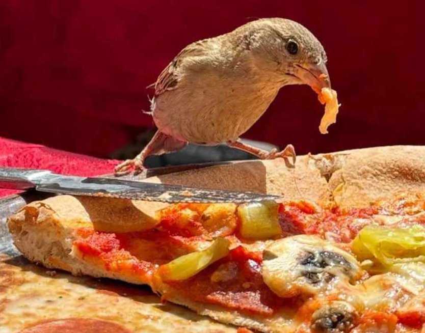 Kleiner Spatz ganz gro&szlig; (Foto: Bernd Otto)