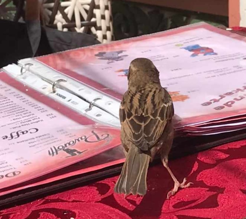 Kleiner frecher Spatz studiert die Speisekarte  (Foto: Bernd Otto)