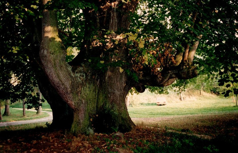 Linde als Kulturdenkmal im Anwesen der Familie Scharr in Utterode                       (Foto: H.Kneffel)