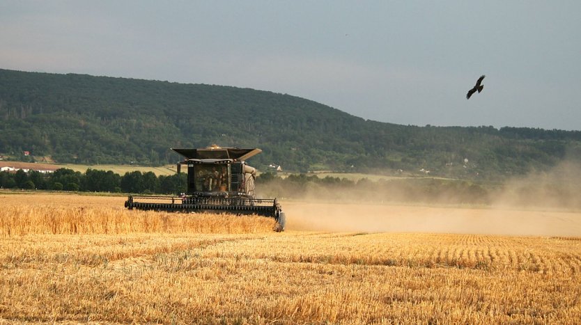 Beginn der Erntezeit  (Foto: U. Reinboth )