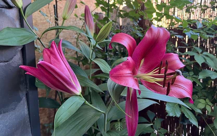 Gewitter und Unwetter in der Nacht m&ouml;glich (Foto: oas)