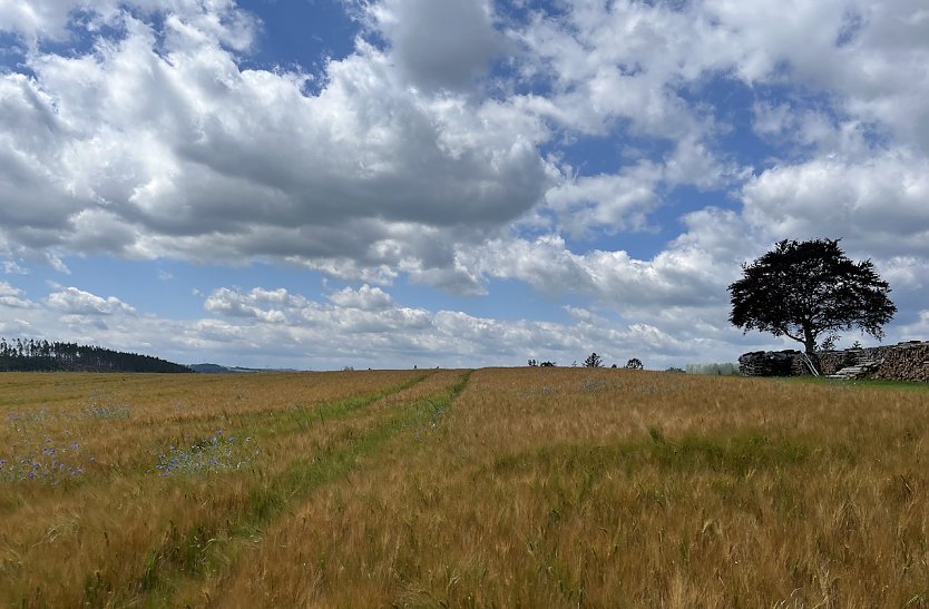 Zum f&uuml;nfzehnten Mal in Folge war der Juni laut Meteorologen zu warm (Foto: oas)
