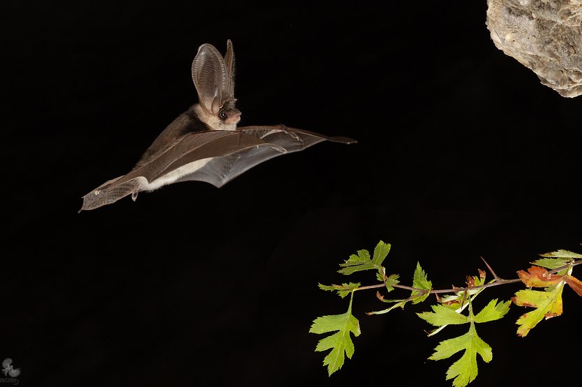 Fledermaus (Foto: Mareike Naylor (GeoPark Kyffh&auml;user e.V.))