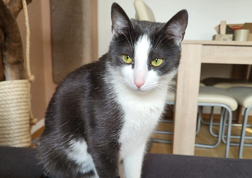 "Peanut" ist ausgebüxt (Foto: LM Bischoff) "Peanut" ist ausgebüxt (Foto: LM Bischoff)