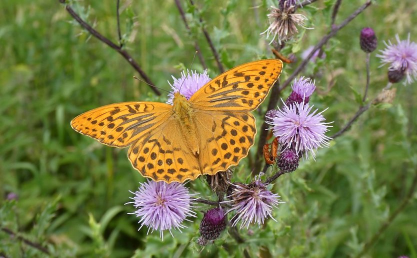 Kaisermantel: ein heimischer Schmetterling der Region (Foto:  &copy; Dr. Lars Ludwig)