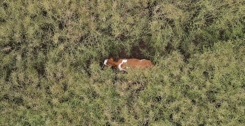 Das flüchtige Vieh, gut versteckt im Rapsfeld (Foto: S. Dietzel) Das flüchtige Vieh, gut versteckt im Rapsfeld (Foto: S. Dietzel)