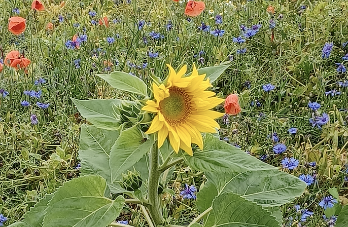 Schnappschuss am Wegesrand - R&uuml;diger Neitzke wandert dieser Tage durch Th&uuml;ringen (Foto: R&uuml;diger Neitzke)