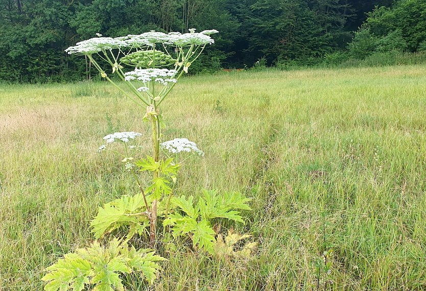 Dieses Exemplar steht nur rund 50 Meter vom im Naturschutzgebiet liegenden Igelsumpf mit seinen vielen bedrohten Arten entfernt.  (Foto: B.Schwarzberg)