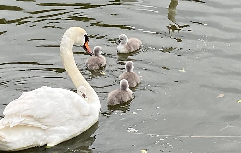 Schwanenfamilie am gro&szlig;en Teich in Sondershausen (Foto: Wolfgang Lehmann)