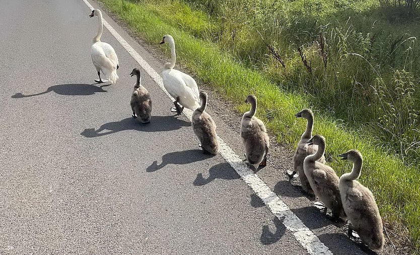 Familie Schwan macht einen Ausflug (bzw. Spaziergang) (Foto: Feuerwehr Oldisleben/Sachsenburg)