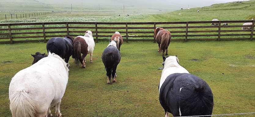 Immer sch&ouml;n gegen den Sturm stehen. Ponys auf Shetland (Foto: Yvonne Morgenstern)