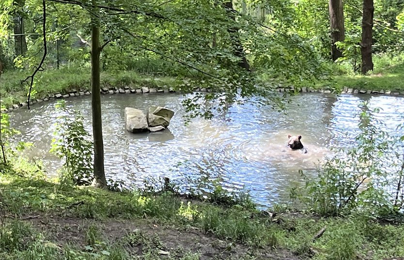 Abkühlung im Bärenpark Worbis (Foto: oas) Abkühlung im Bärenpark Worbis (Foto: oas)