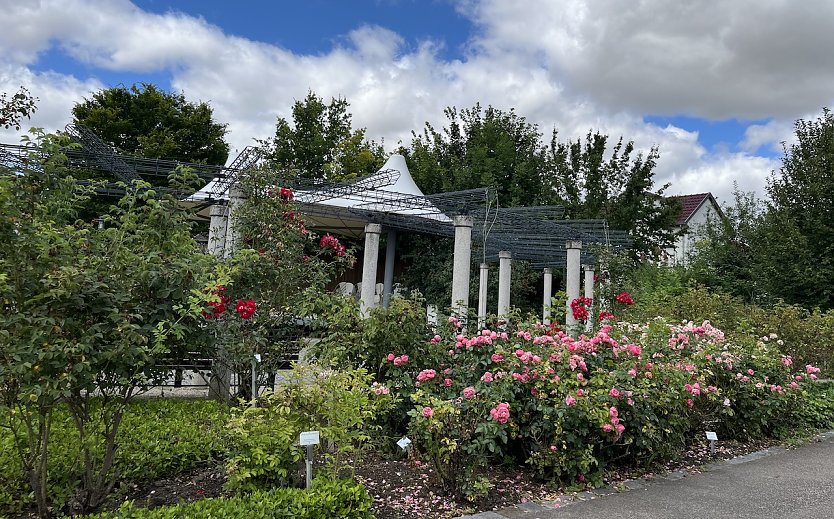 Im Rosengarten Bad Langensalza (Foto: oas)