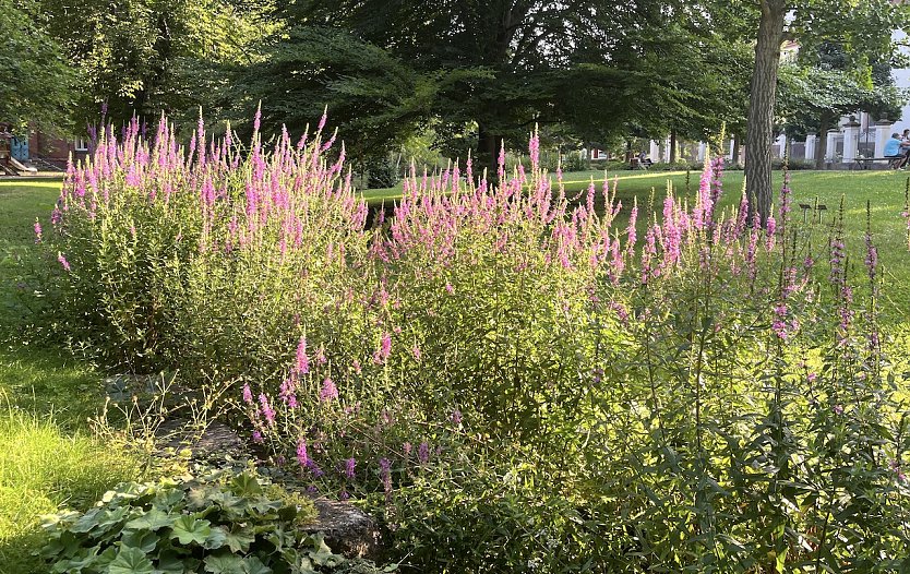 Teils kräftige Gewitter mit Starkregen und Sturmböen werden am Nachmittag erwartet (Foto: oas) Teils kräftige Gewitter mit Starkregen und Sturmböen werden am Nachmittag erwartet (Foto: oas)