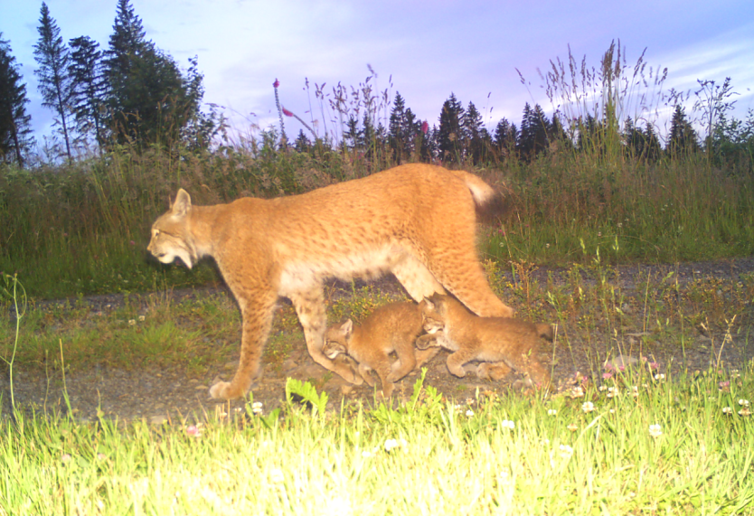 Luchsfamilie in der Fotofalle (Foto: TMUEN)