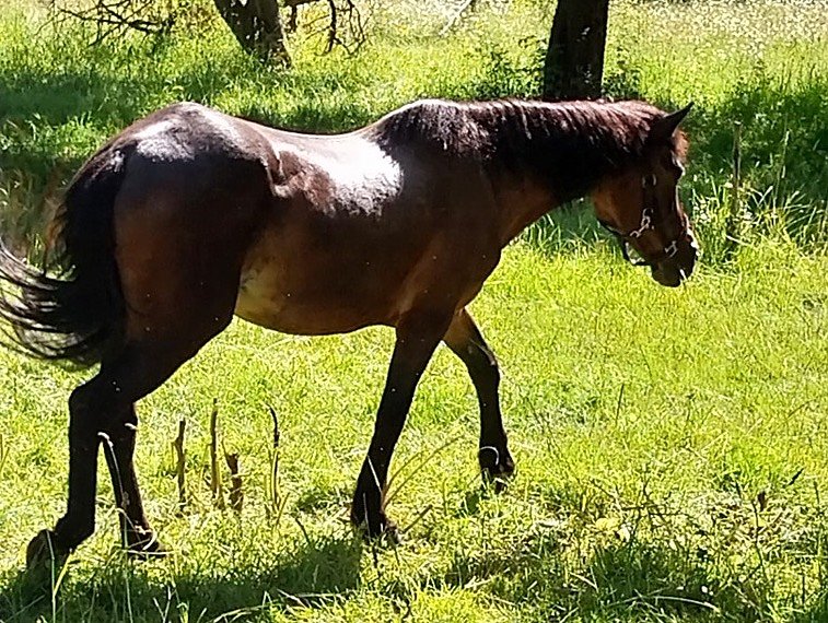 Auch nach dennferien geht es ritterlich weiter in Harzrigi (Foto: Rittergut Harzrigi)