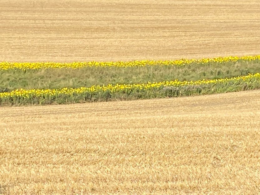 Getreidefeld bei Dietenborn (Foto: Wolfgang Lehmann) Getreidefeld bei Dietenborn (Foto: Wolfgang Lehmann)