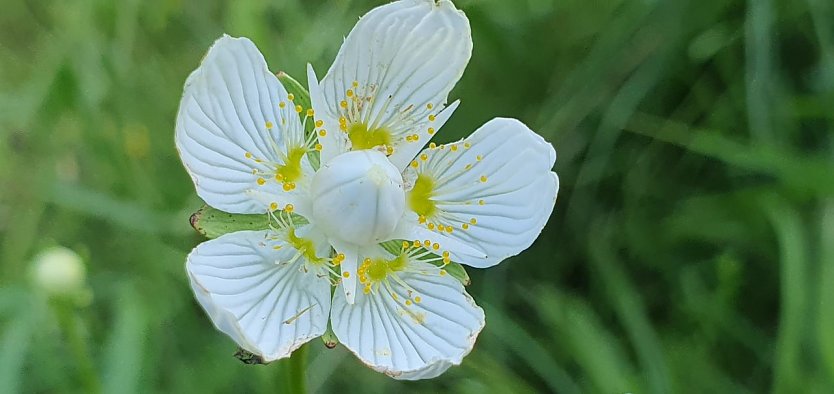 Eine Bl&uuml;te des stark gef&auml;hrdeten Sumpf-Herzblatts (Parnassia palustris). Die Art ist eine Fliegent&auml;uschblume: Die gelben Nektarbl&auml;tter sind Attrappen ohne Nektar und lassen die Best&auml;uber hungrig zur&uuml;ck. T&auml;uschung hat also eine viel l&auml;ngere Tradition, als in der Politik. Au&szlig;erdem ist die Bl&uuml;te streng vorm&auml;nnlich. Zun&auml;chst sind die m&auml;nnlichen Staubbeutel reif. Erst nach deren Abwerfen (hier erfolgt) &ouml;ffnet sich die Narbe (hier noch nicht). So wird Selbstbest&auml;ubung ausgeschlossen. (Foto: Bodo Schwarzberg)