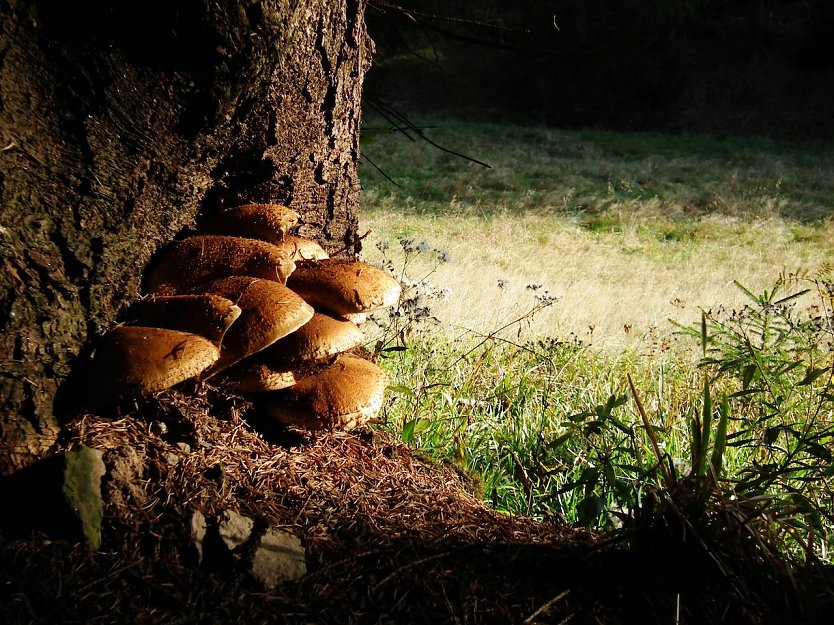 Baum und Pilz: Eine faszinierende Lebensgemeinschaft versteckt im Waldboden (Foto: Th&uuml;ringenForst)