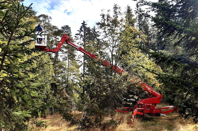 Auch die aktuell landesweit 24 Saatgutplantagen, hier Wei&szlig;tanne und Vogelbeere, werden best&auml;ndig erg&auml;nzt bzw. erneuert (Foto: Horst Spro&szlig;mann)