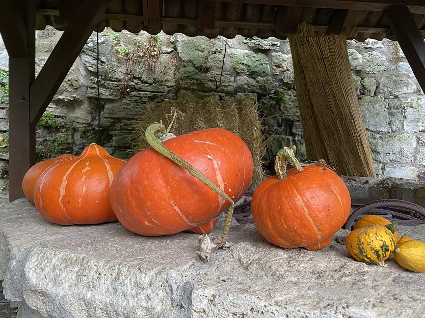 K&uuml;rbisse im NaturGarten (Foto: oas)